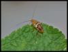 Planuncus vinzi